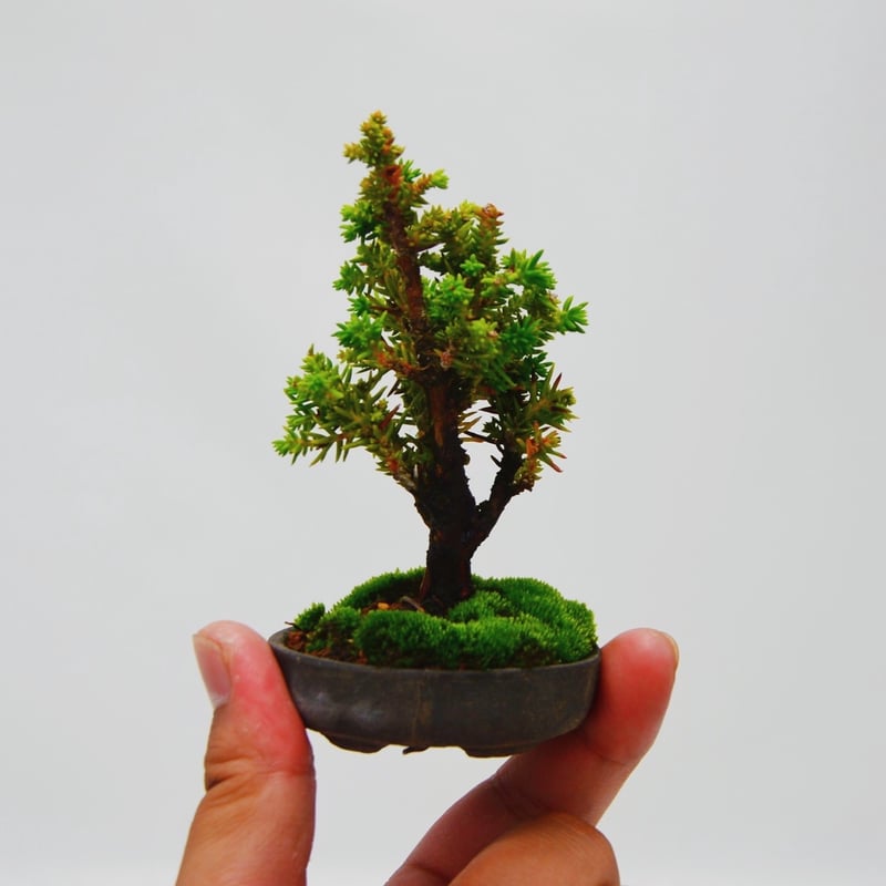 八房杉盆栽 日本🇯🇵八房杉Cryptomeria japonica (附上影片
