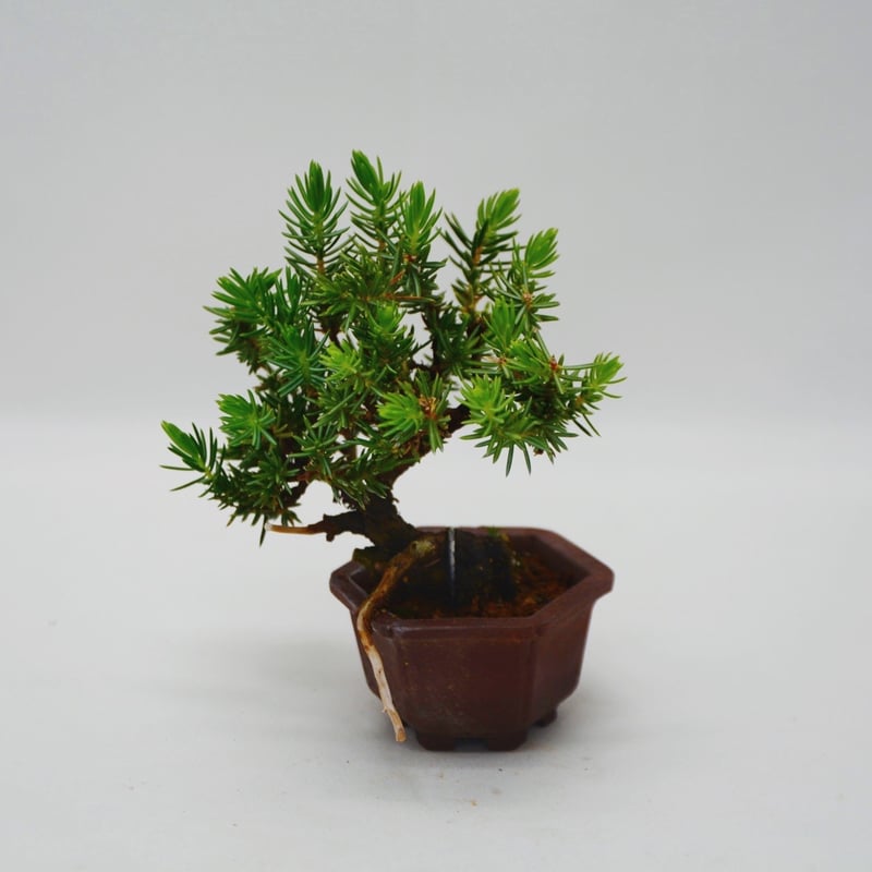 杜松 : トショウ | OMOTE TO URA