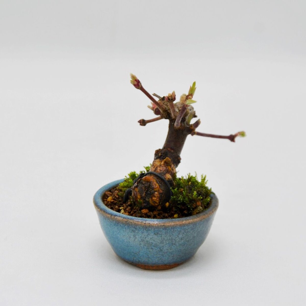 小羽団扇楓：コハウチワカエデ | OMOTE TO URA