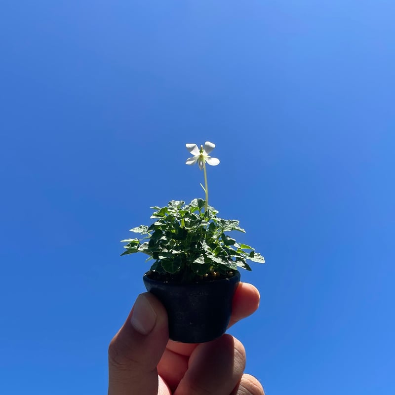 八重山屋久島菫：ヤエヤマヤクシマスミレ | OMOTE TO URA