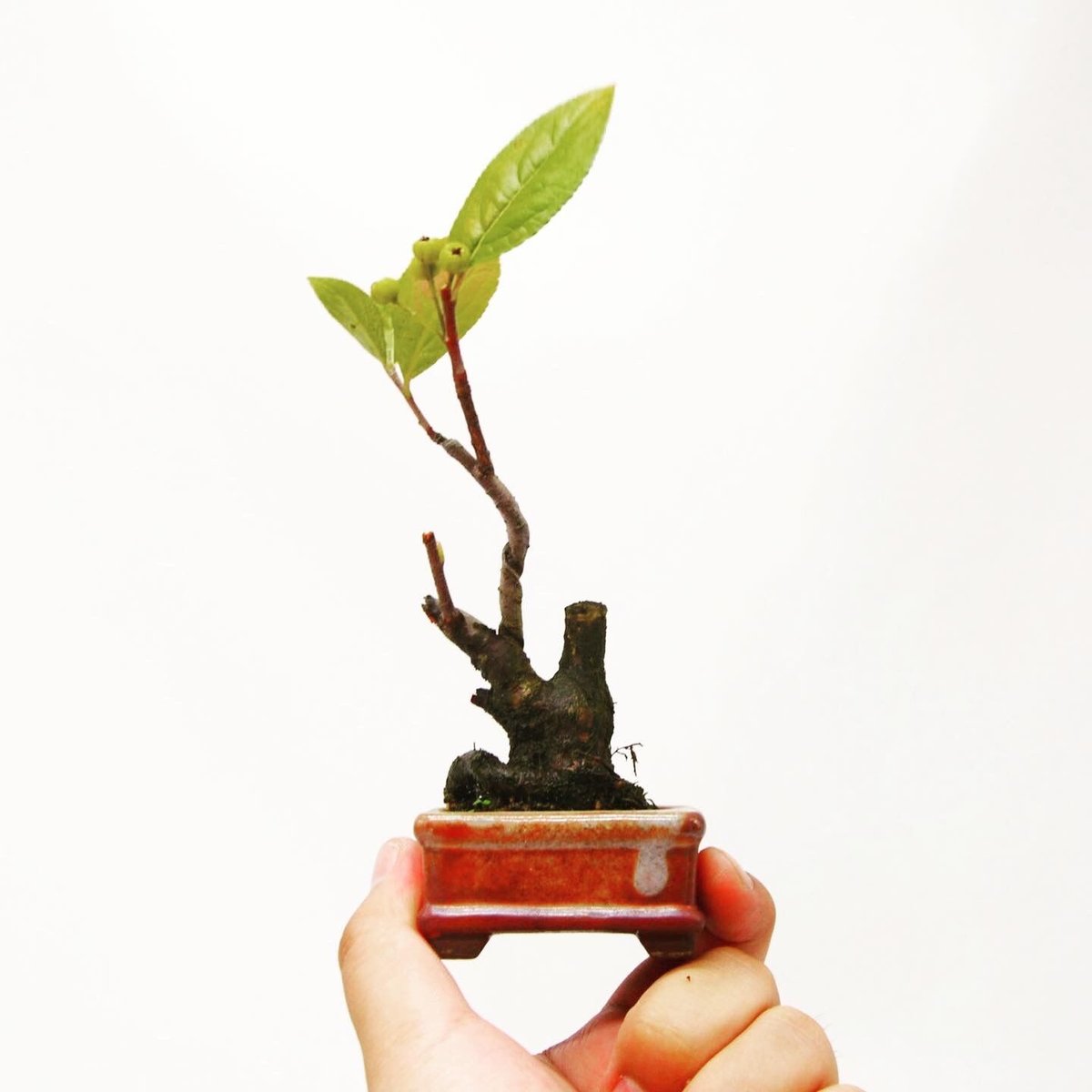 西洋鎌柄：セイヨウカマツカ | OMOTE TO URA