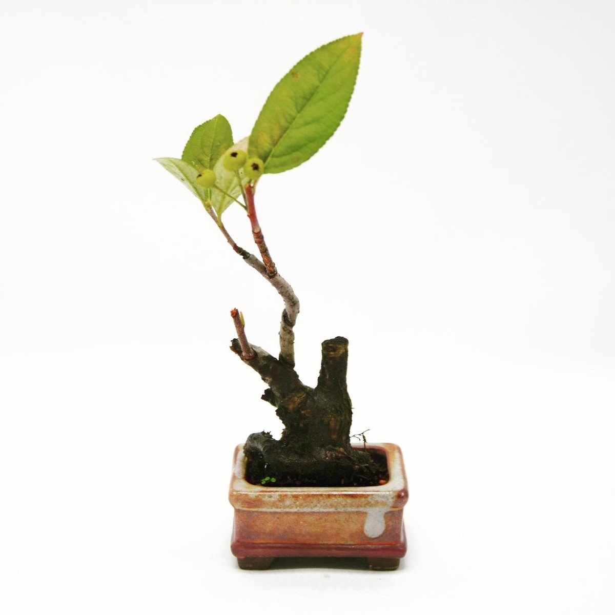 西洋鎌柄：セイヨウカマツカ | OMOTE TO URA