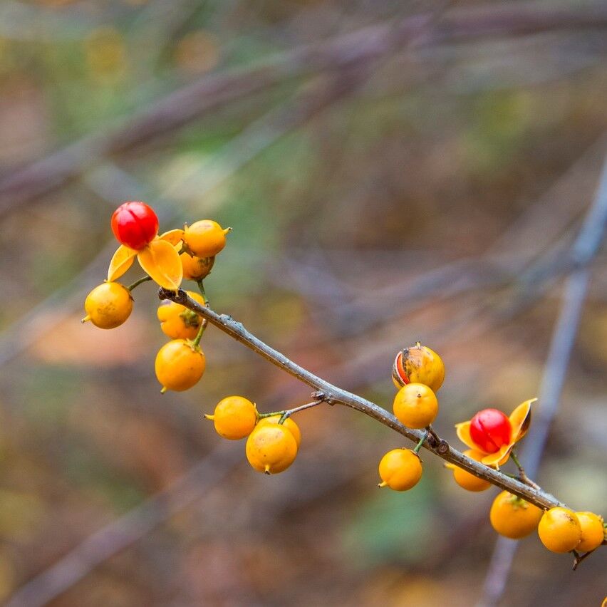 ツルウメモドキ 園芸ネット本店｜ツルウメモドキ4.5号ポット の通販【公式】