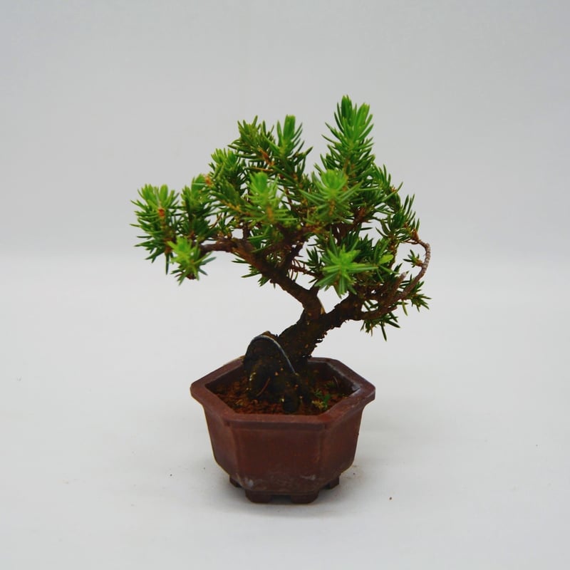 杜松 : トショウ | OMOTE TO URA