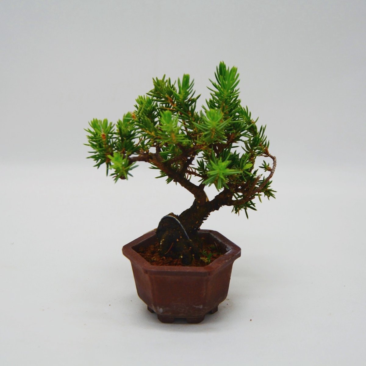 トショウ　杜松 杜松 : トショウ | OMOTE TO URA