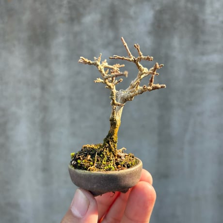 匂楓／朝登鉢