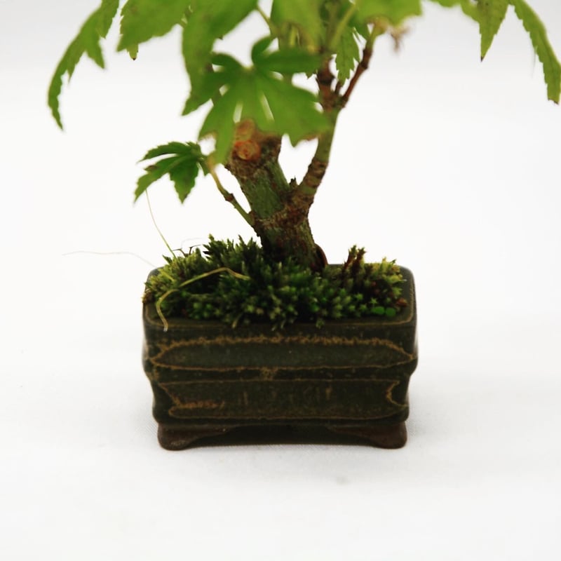 イタヤカエデ　オオイタヤメイゲツ　【品番3463】 イタヤカエデ オオイタヤメイゲツ 【品番3463】 オオイタヤメイゲツ