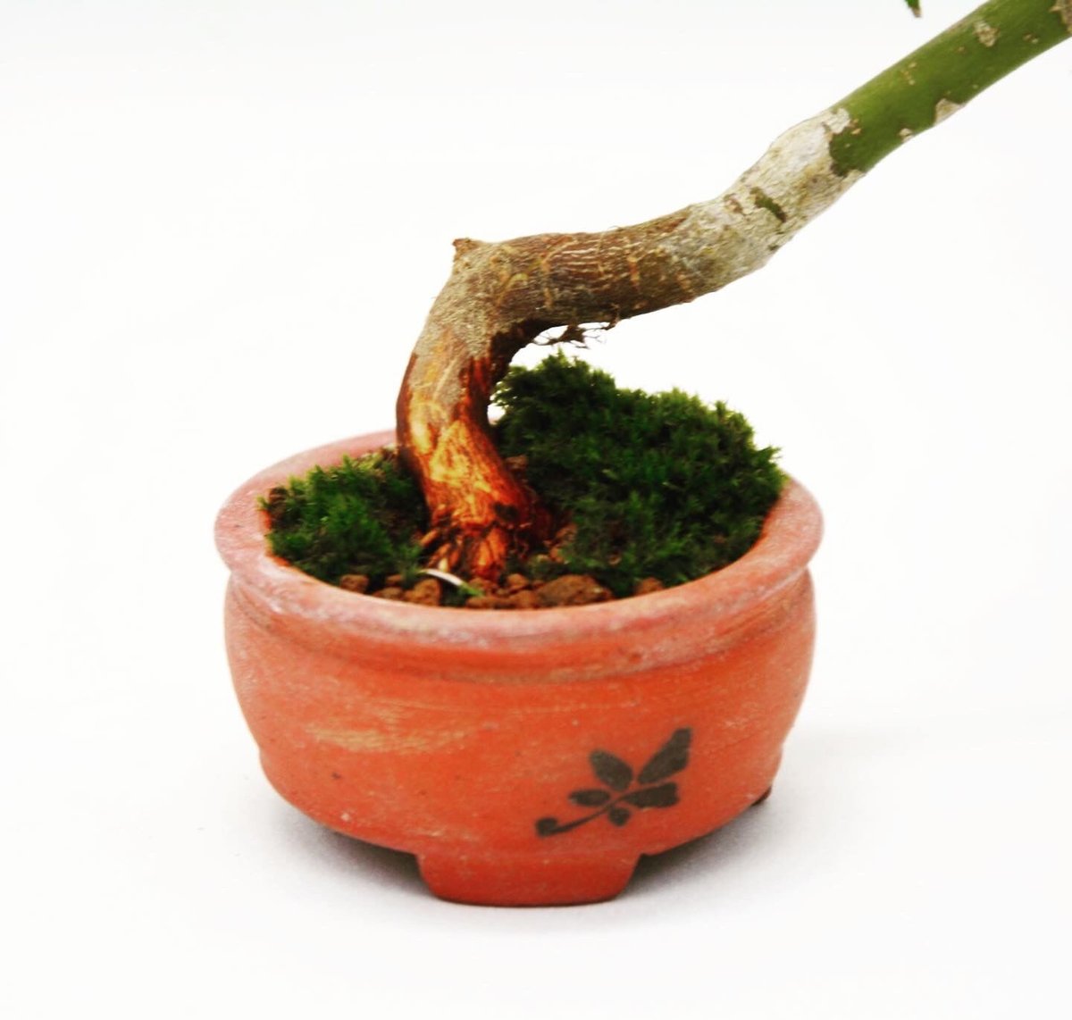 長良川紅葉：ナガラガワモミジ（秀山） | OMOTE TO URA