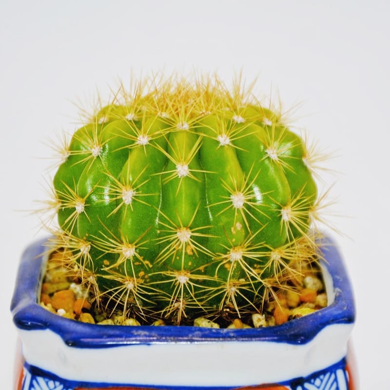 Echinopsis caochlora：エキノプシス・金盛丸 | OMOTE TO URA