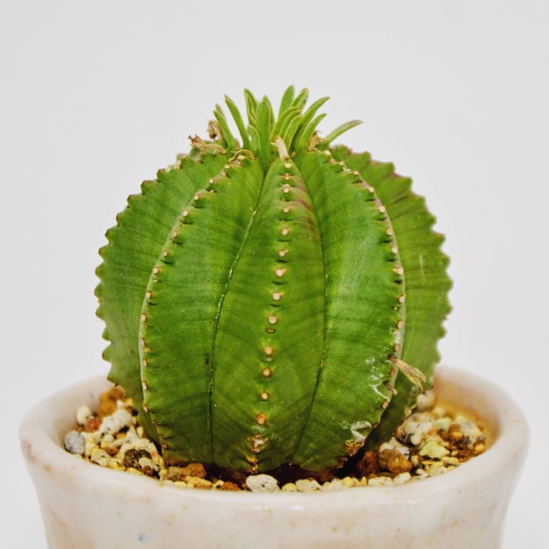 Euphorbia 'Chameleon' ：ユーフォルビア・カメレオンヘルメット | OMO