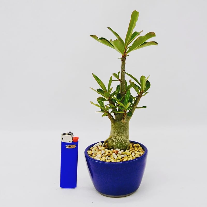 Adenium Obesum：アデニウム・オベスム | OMOTE TO URA