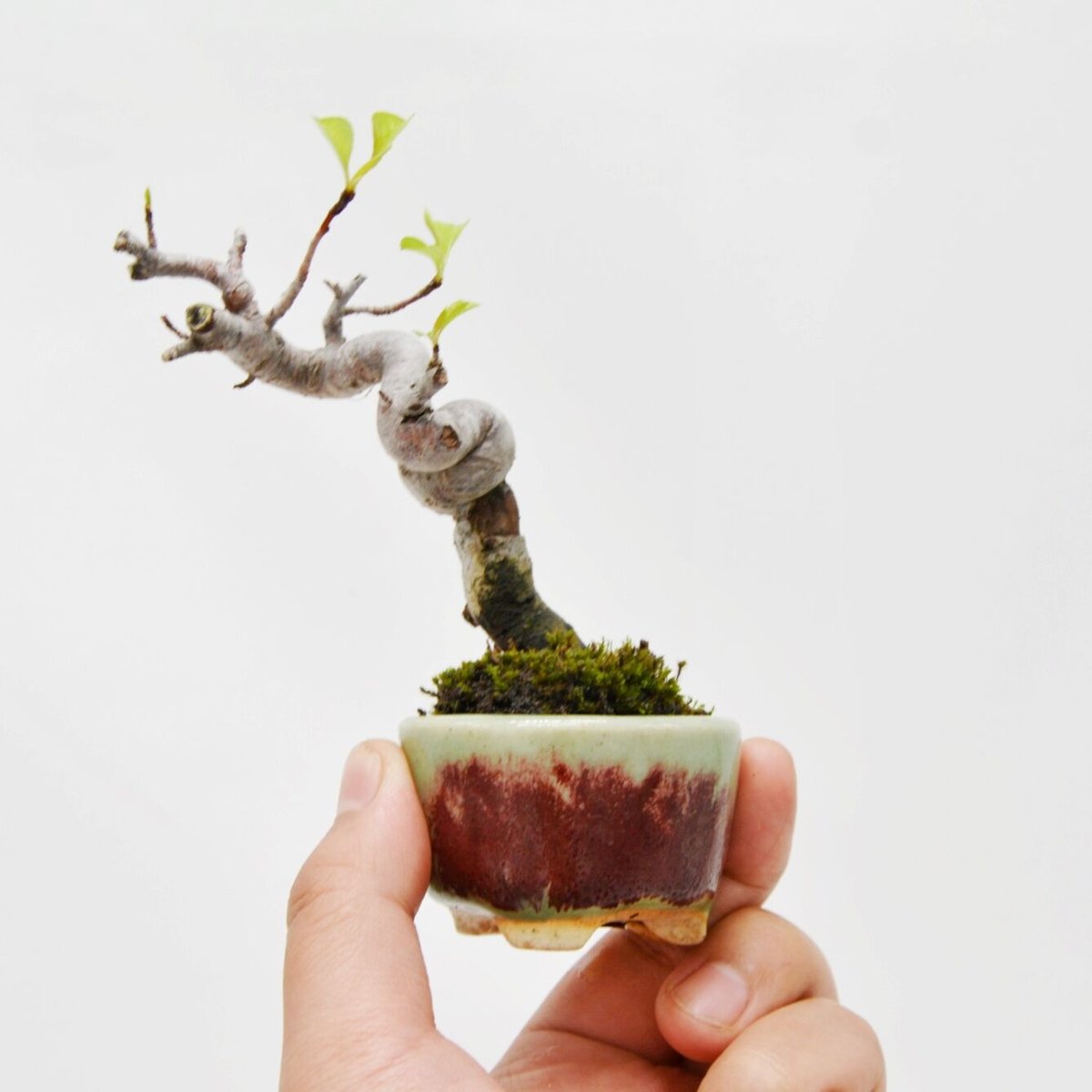 深山海棠：ミヤマカイドウ | OMOTE TO URA