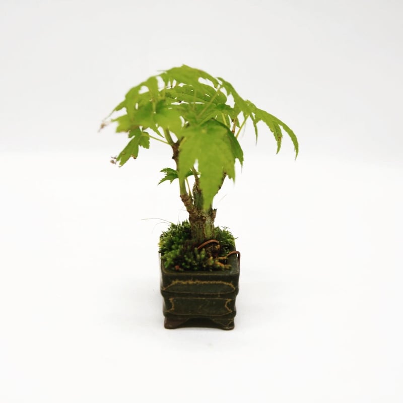 イタヤカエデ オオイタヤメイゲツ 【品番3462】 2007/06/14大板屋名月