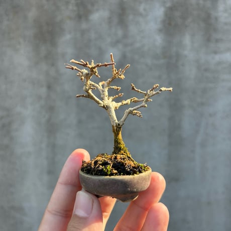 匂楓／朝登鉢