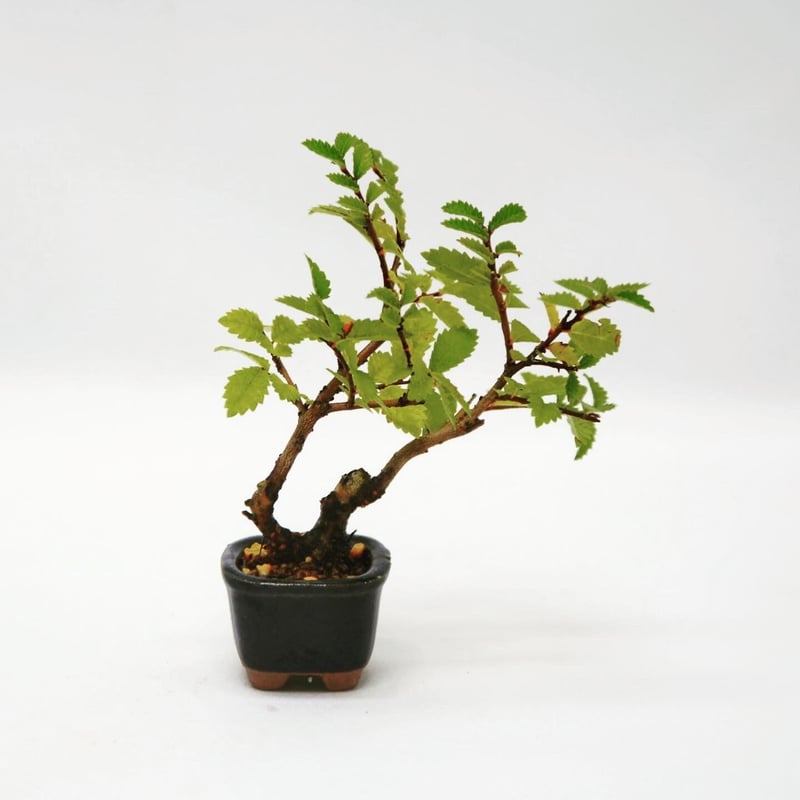 小品盆栽楡欅 楡欅(ニレケヤキ)盆栽 S010 小品盆栽楡欅 Amazon.co.jp: 清香園 細かい葉