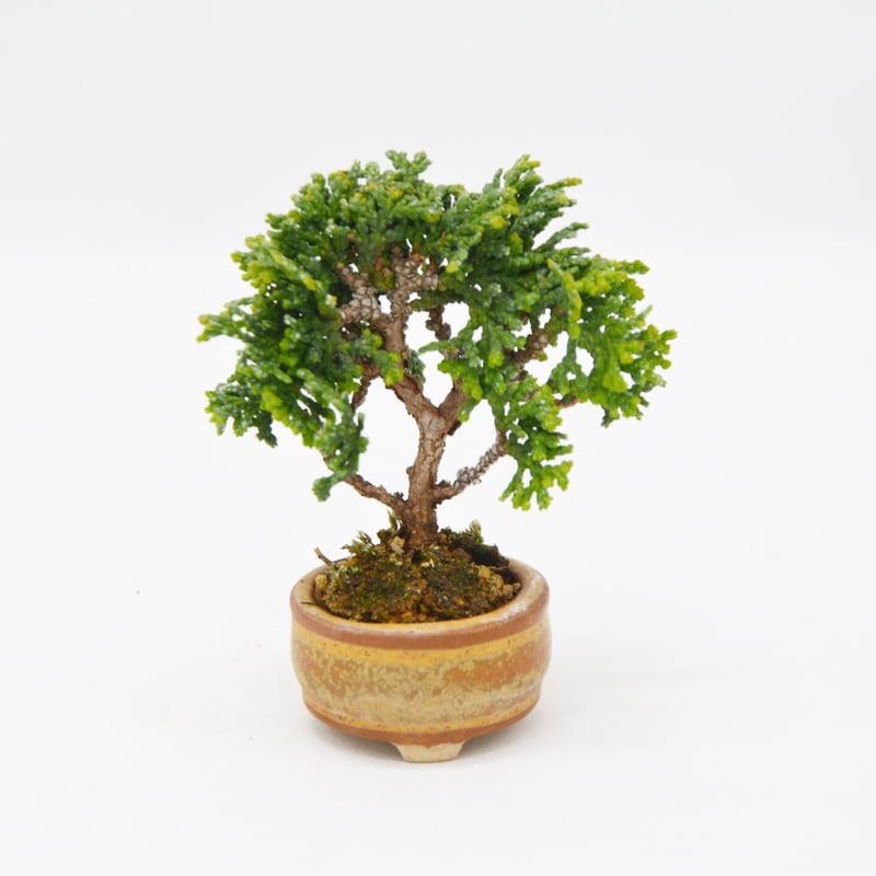 津山八房桧：ツヤマヤツブサヒノキ | OMOTE TO URA