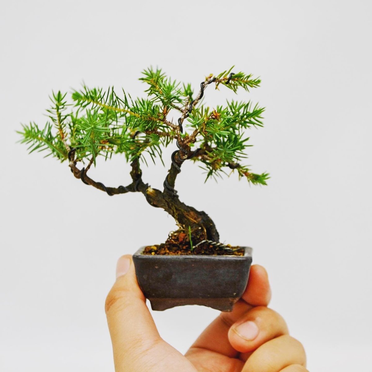 杜松：トショウ | OMOTE TO URA