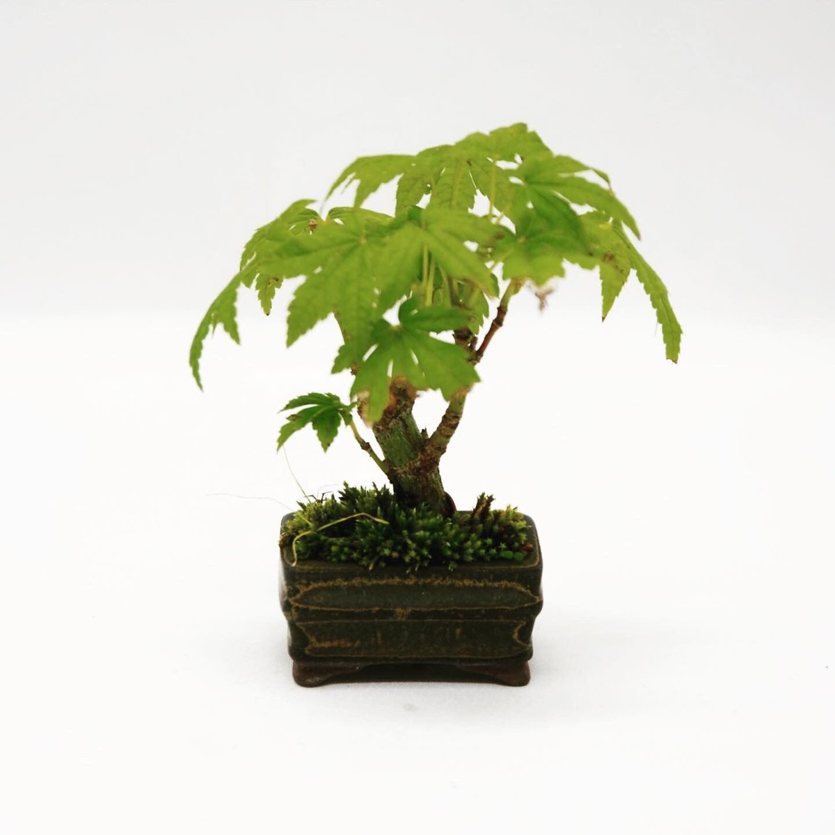 アオダモ/自生山採り【現品発送】管理70957 アオダモ/自生山採り【現品