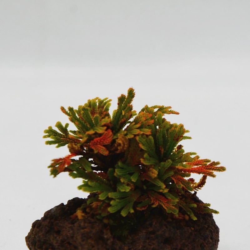 希少】イチョウラン付岩ヒバ イワヒバ 楕円形鉢付 希少】イチョウラン