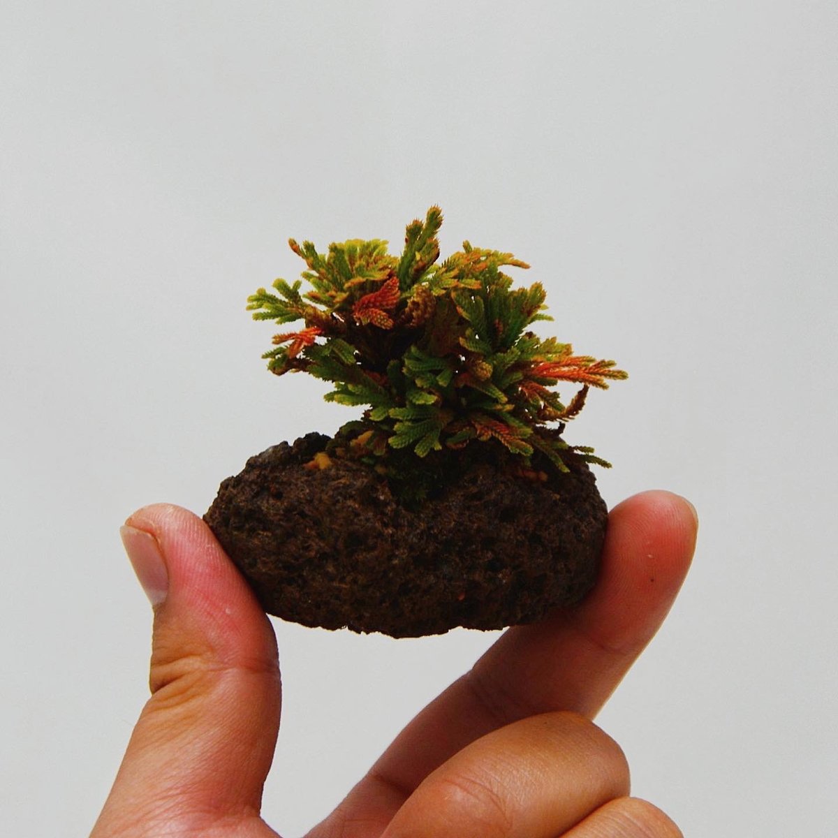 石付き岩檜葉 : イワヒバ | OMOTE TO URA