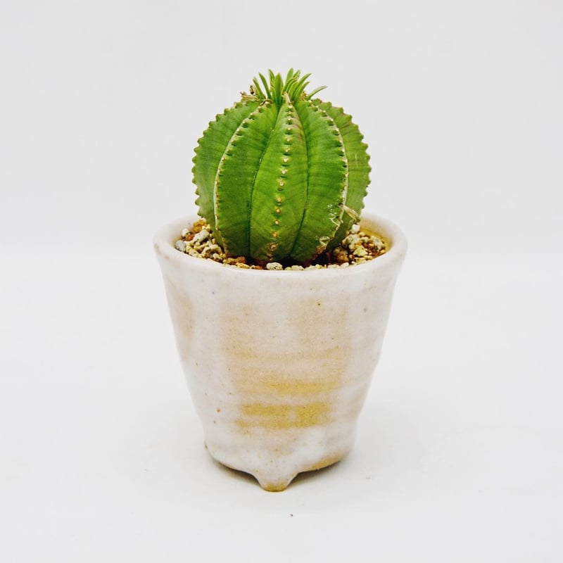 Euphorbia 'Chameleon' ：ユーフォルビア・カメレオンヘルメット | OMO