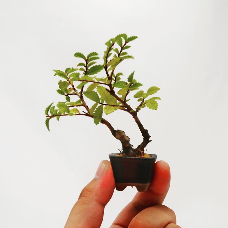 盆栽　青葉楡欅　青葉ニレケヤキ 盆栽 青葉楡欅 青葉ニレケヤキ 楡欅：ニレケヤキ | OMOTE TO URA