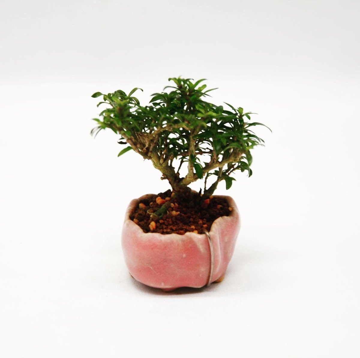 八房香丁木：ヤツブサコウチョウギ（朝登鉢） | OMOTE TO URA