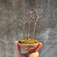 トショウの木 杜松 : トショウ | OMOTE TO URA