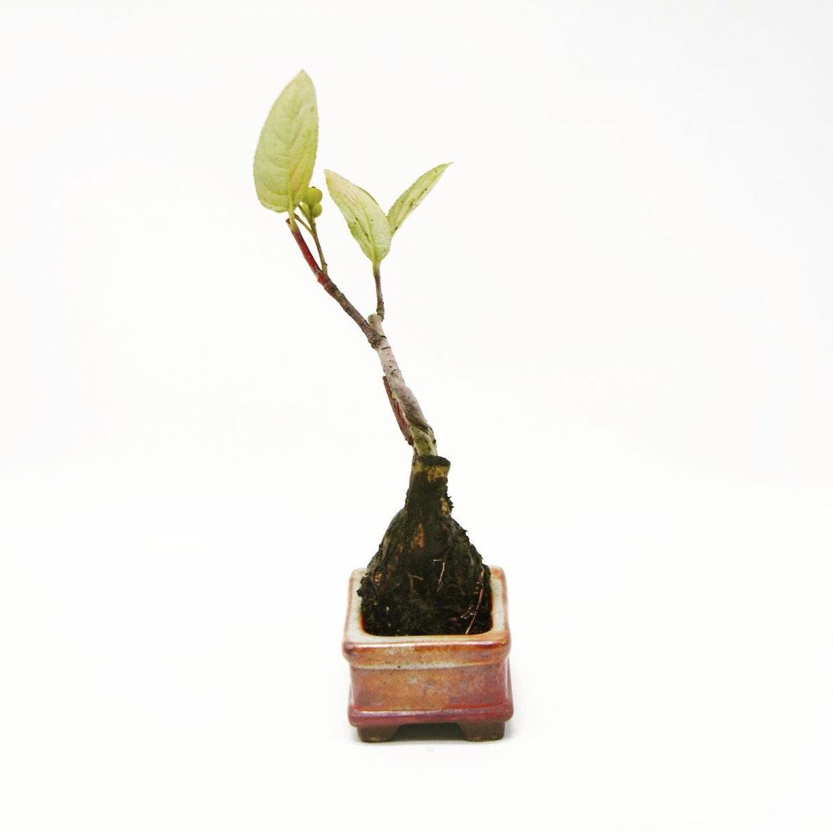 西洋鎌柄：セイヨウカマツカ | OMOTE TO URA