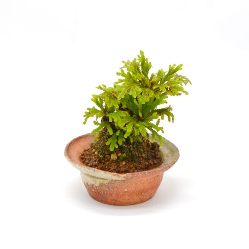 イワヒバ19 金華山 岩ヒバ 岩ひば 岩松