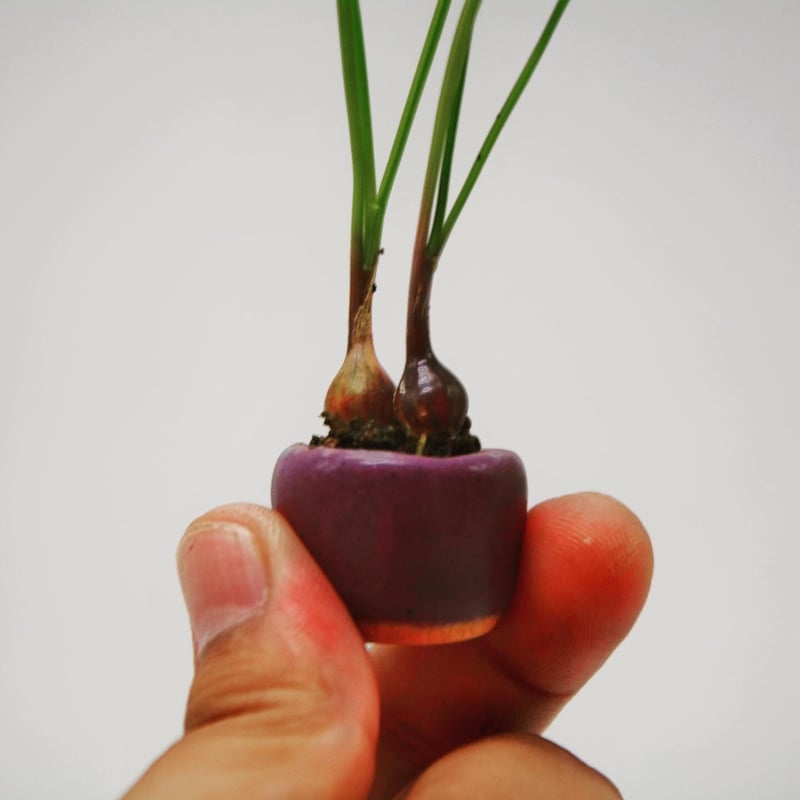 山辣韭：ヤマラッキョウ | OMOTE TO URA