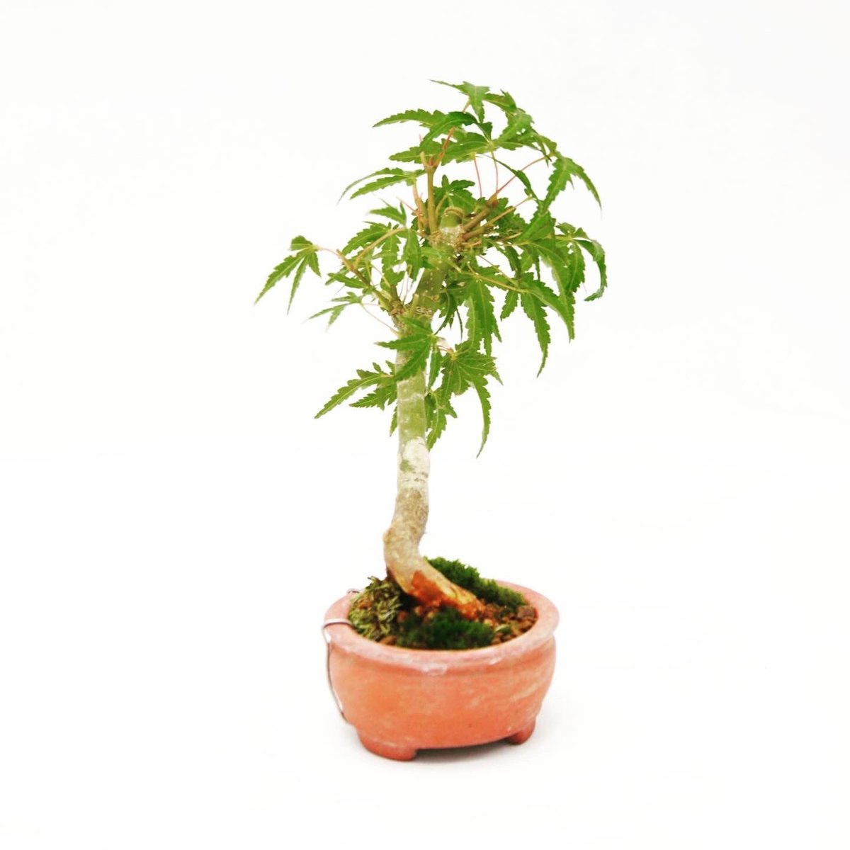 長良川紅葉：ナガラガワモミジ（秀山） | OMOTE TO URA