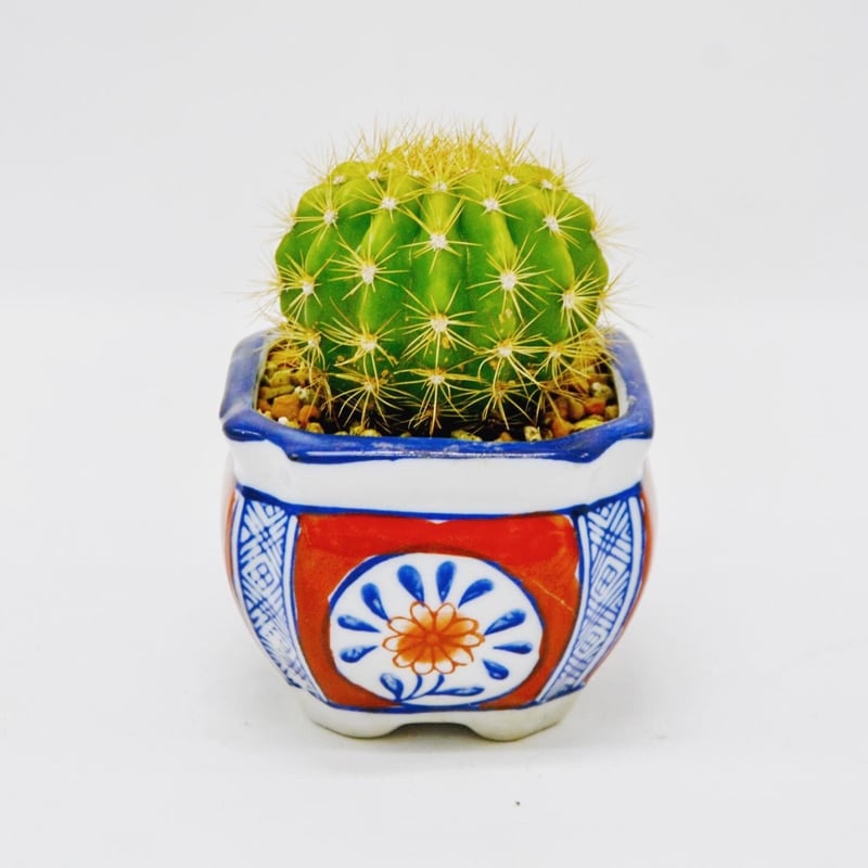 Echinopsis caochlora:エキノプシス・金盛丸 | OMOTE TO URA Echinopsis caochlora:エキノプシス・金盛丸 | OMOTE TO URA