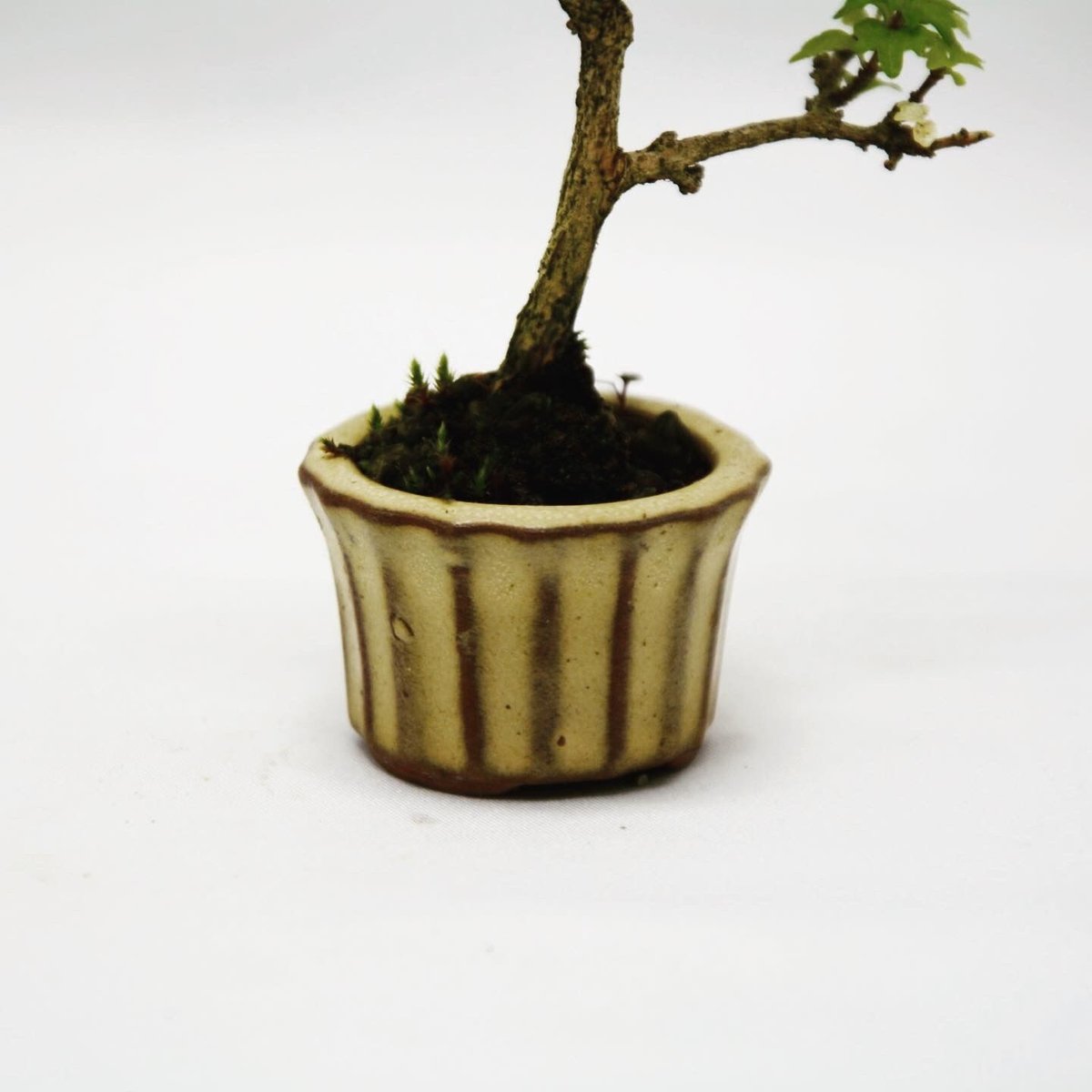 【盆栽】 ✨️超極太✨️ ニオイカエデ 匂い楓 石抱き Amazon.co.jp: 『匂い楓』ニオイカエデ 小品盆栽【泰寿園 Online