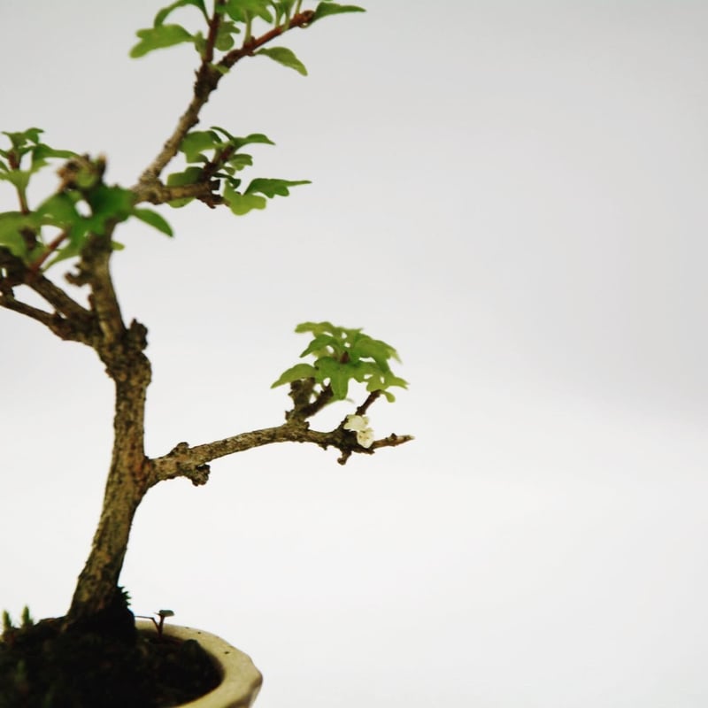 匂い楓：ニオイカエデ | OMOTE TO URA