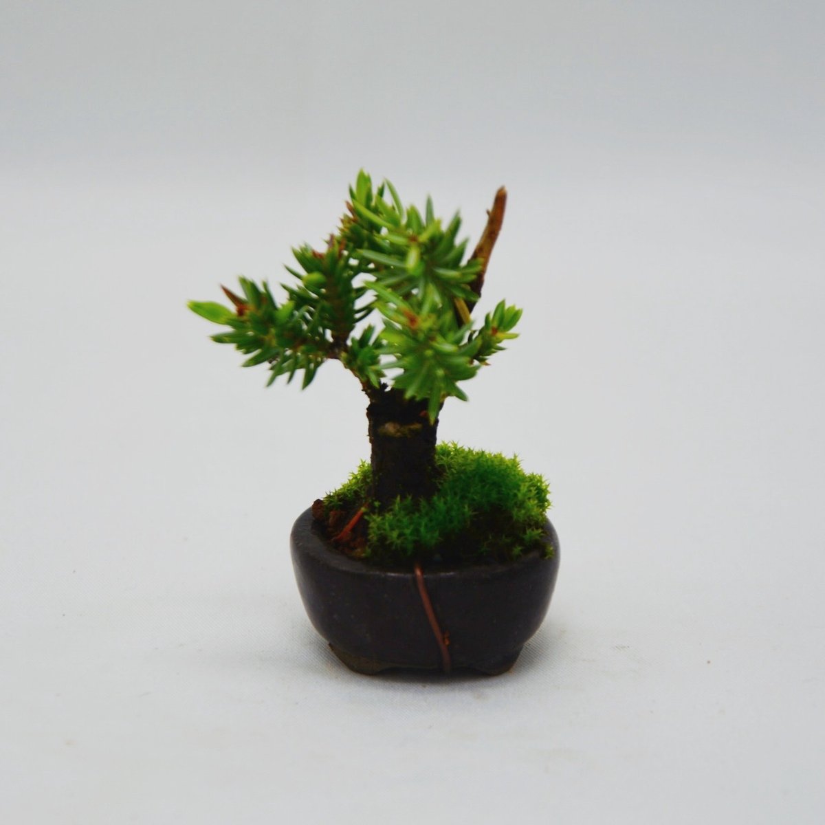 杜松 : トショウ | OMOTE TO URA