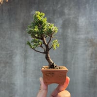 杜松 : トショウ | OMOTE TO URA