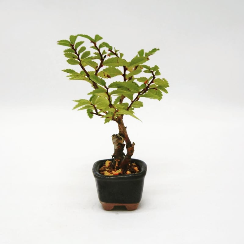 中品盆栽：楡欅(にれけやき) 現品*ニレケヤキ keyaki-遊恵盆栽 本店 楡