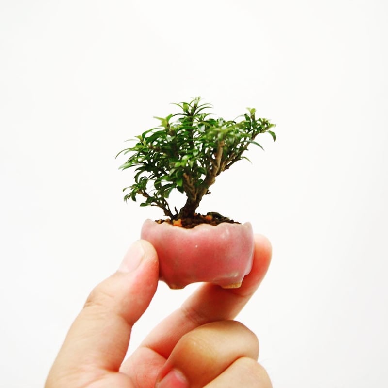 八房香丁木：ヤツブサコウチョウギ（朝登鉢） | OMOTE TO URA