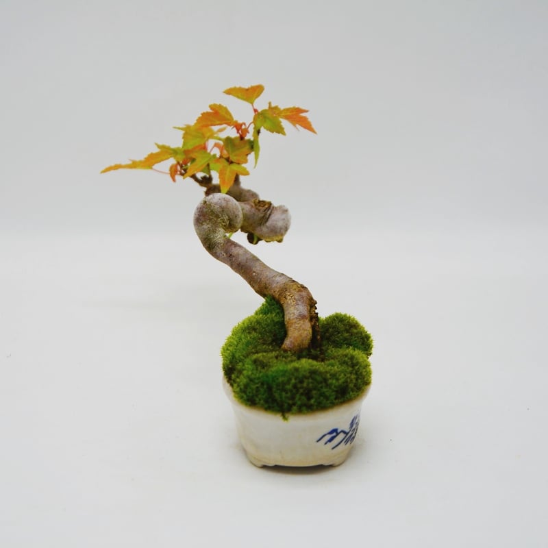 唐楓 : トウカエデ | OMOTE TO URA