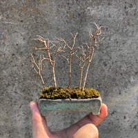 欅 : ケヤキ