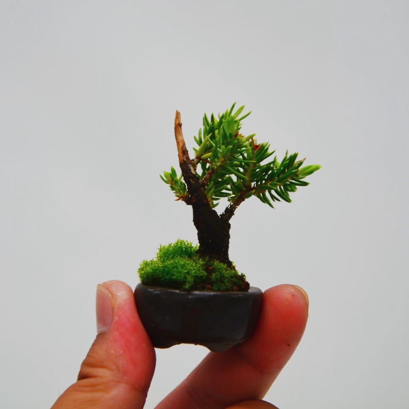杜松 : トショウ | OMOTE TO URA