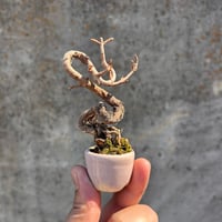 宮様楓 : ミヤサマカエデ(朝登鉢)