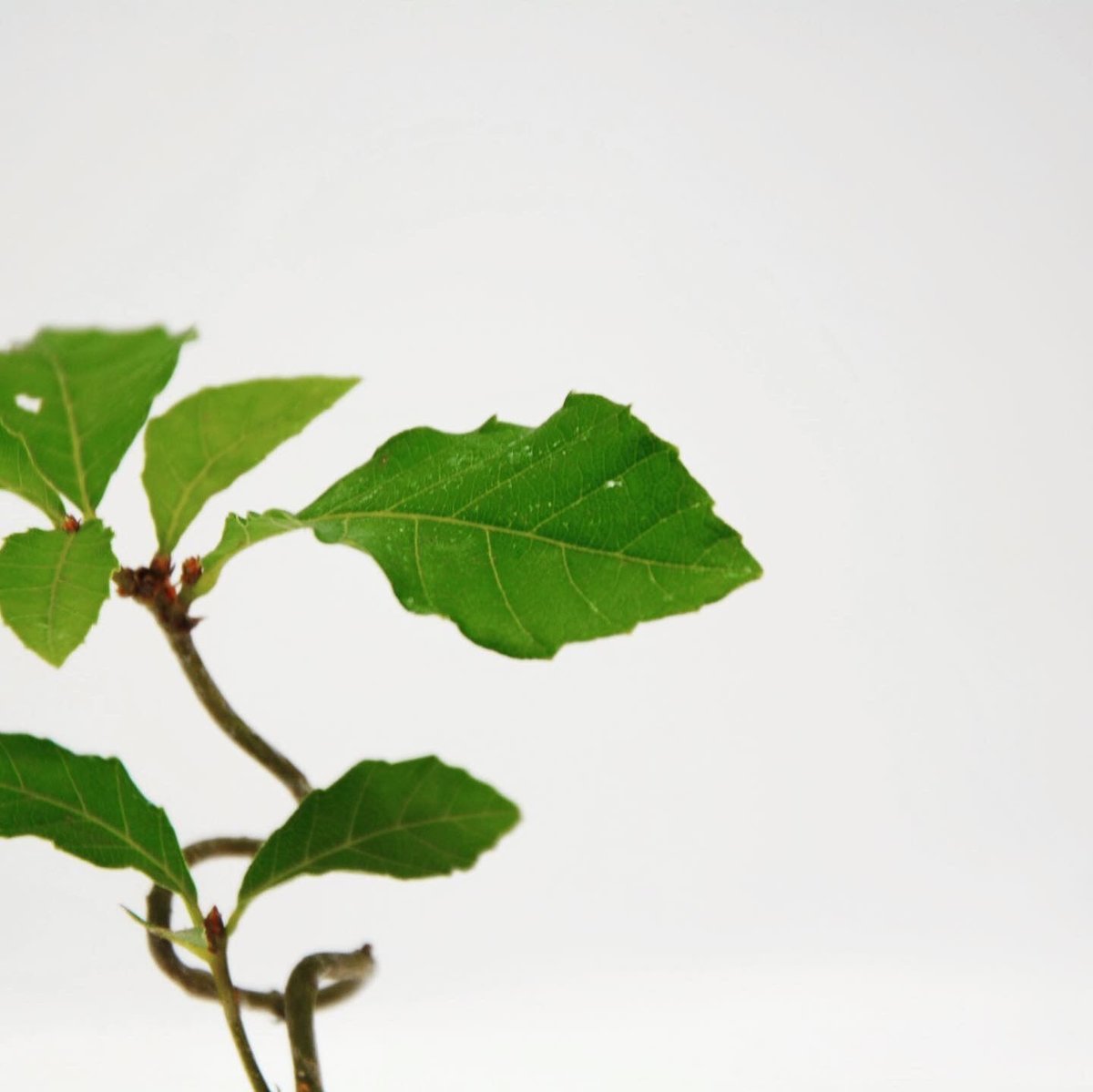 水楢：ミズナラ（泥鉢） | OMOTE TO URA