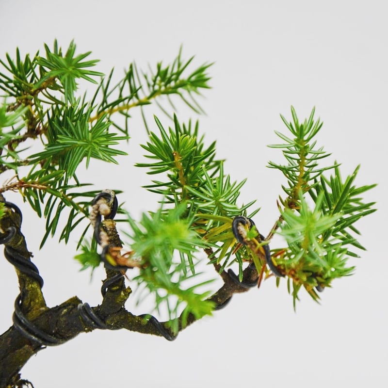 杜松：トショウ | OMOTE TO URA