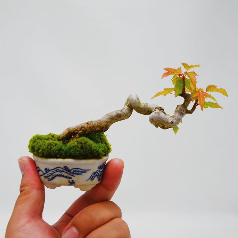 トウカエデ　楓　盆栽　もみじ 【引き取り限定】 トウカエデ-W2・カエデ（とうかえで・唐楓）豆盆栽の販売と育て方・作り方