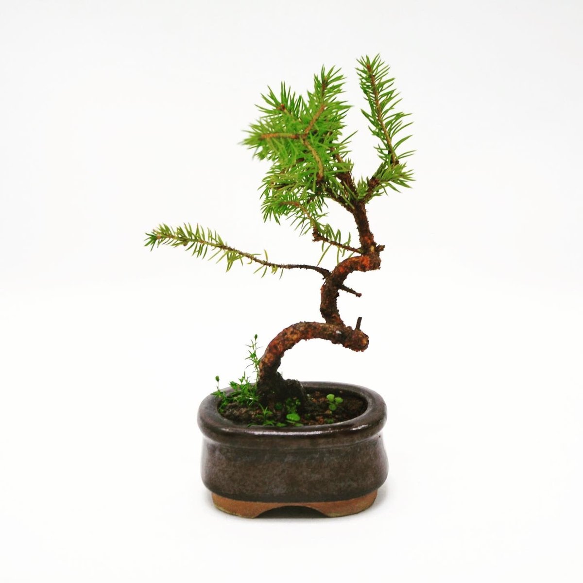 再お値下げ】松 盆栽