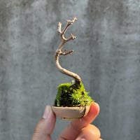 宮様楓／朝登鉢