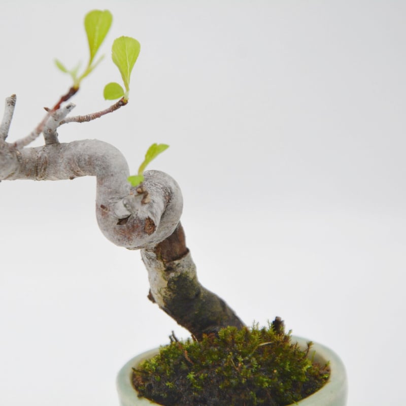 深山海棠：ミヤマカイドウ | OMOTE TO URA