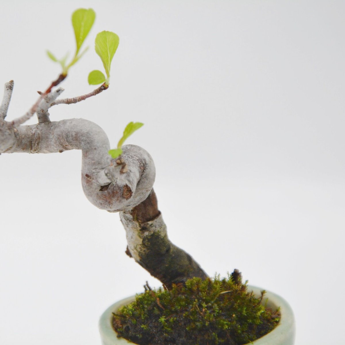 深山海棠：ミヤマカイドウ | OMOTE TO URA